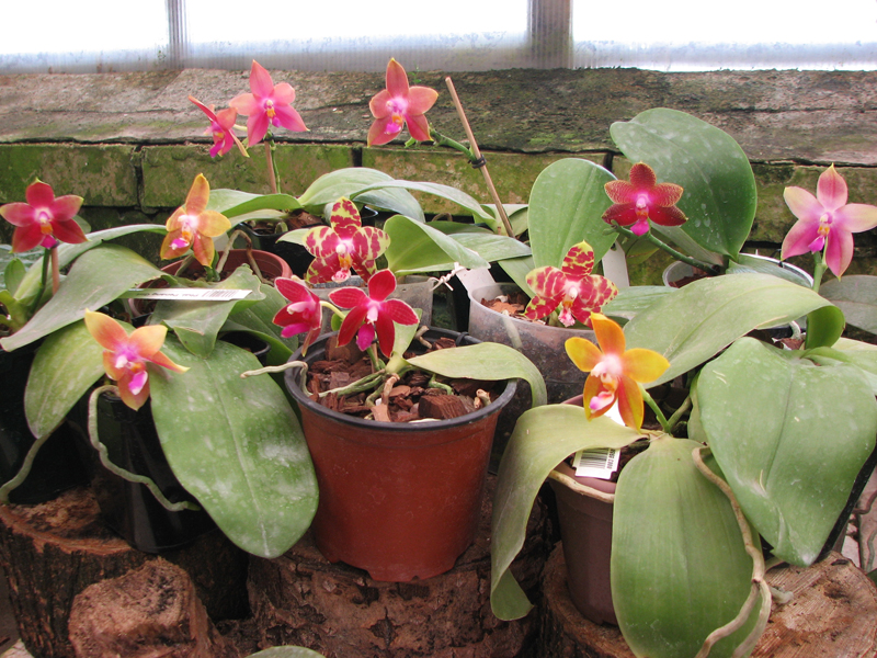 Phalaenopsis.jpg