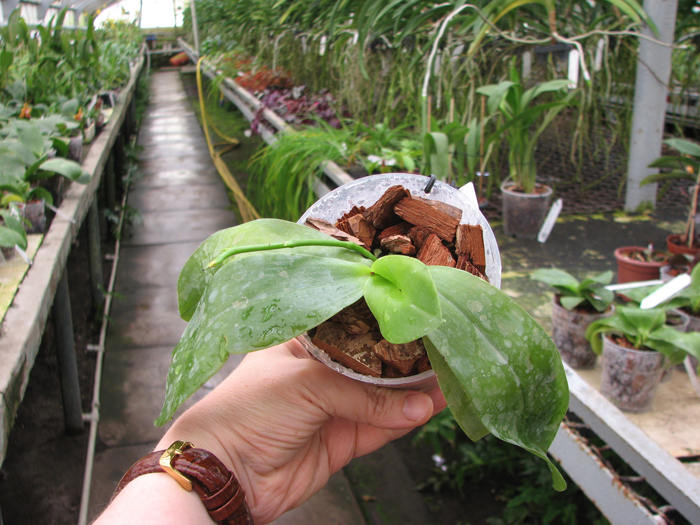 Phalaenopsis speciosa c-1 x violacea Sumatra.jpg