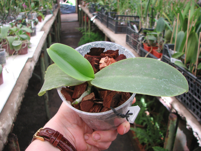 Phalaenopsis Natasha 'Aiko'.jpg