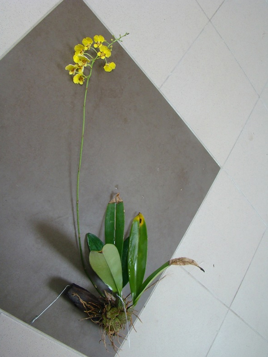 Oncidium ampliatum.jpg