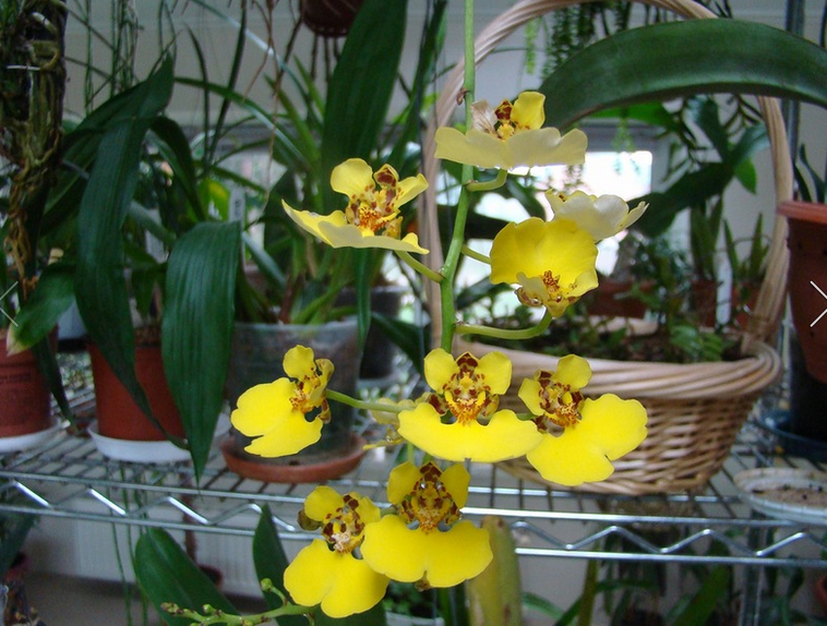 Oncidium ampliatum.jpg