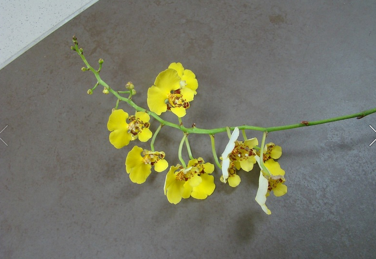 Oncidium ampliatum.jpg