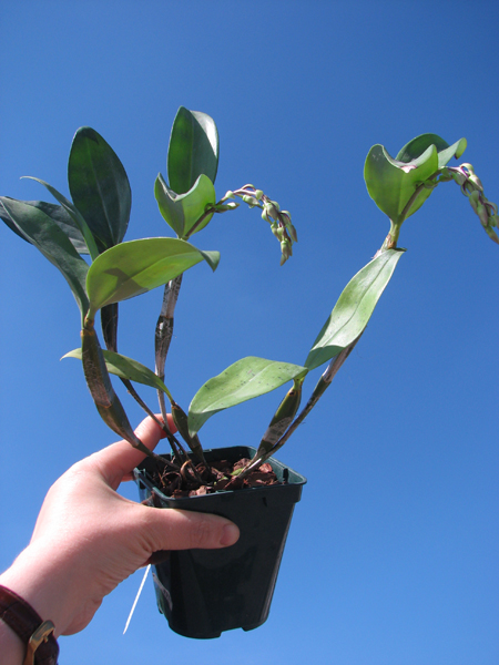 Dendrobium farmeri.jpg