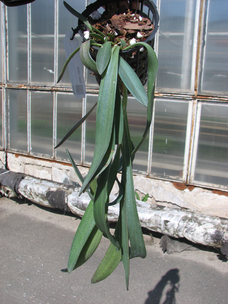 Masdevallia caesia.jpg