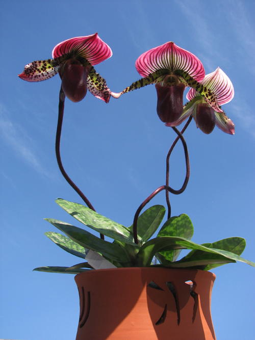 Paphiopedilum Maudiae vinicolor.jpg