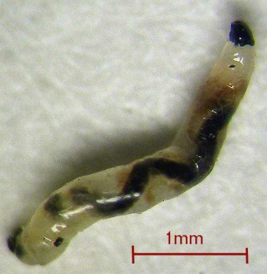sciara-larva1.jpg