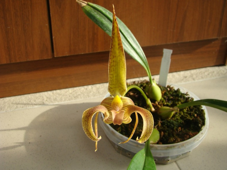 Bulbophyllum lobbii.jpg