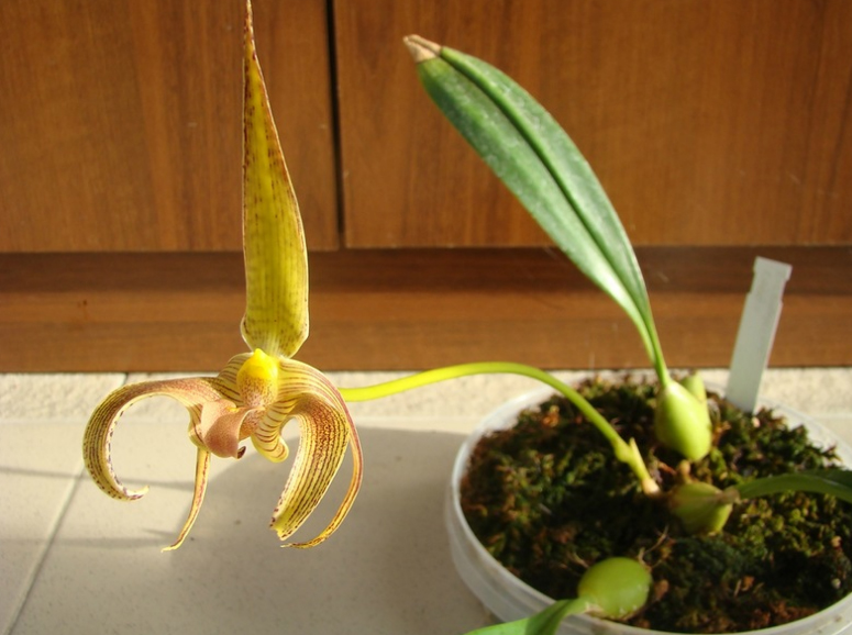 Bulbophyllum lobbii.jpg
