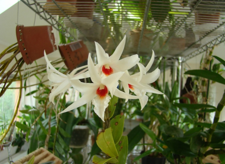 Dendrobium draconis.jpg