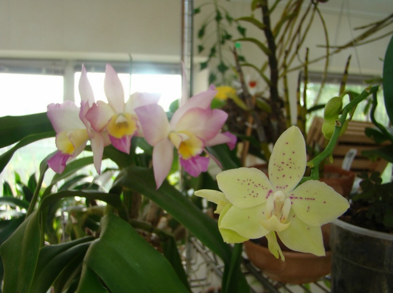 Iwanagara Apple blossom & Phalaenopsis Green pixie.jpg