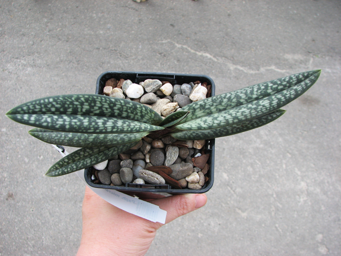 Paphiopedilum micranthum.jpg