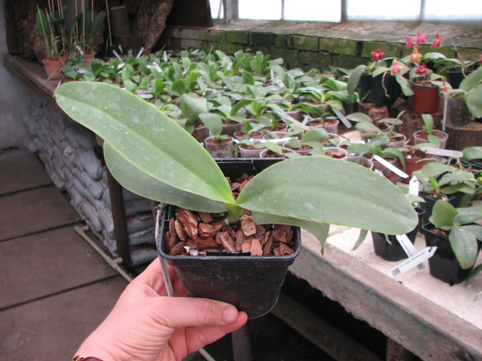 Phalaenopsis Natasha 'Aiko'.jpg