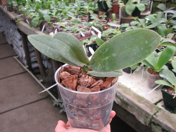 Phalaenopsis Ember 'Yaphon'.jpg