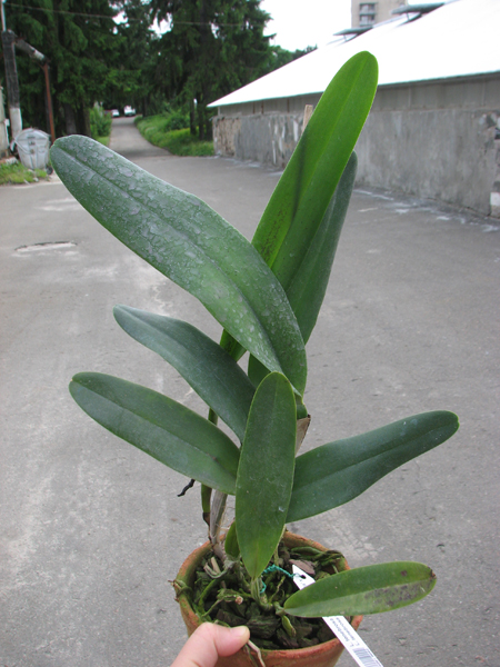 Laelia tenebrosa 'Fumacina Fujita' x Laelia tenebrosa extra XXX.jpg