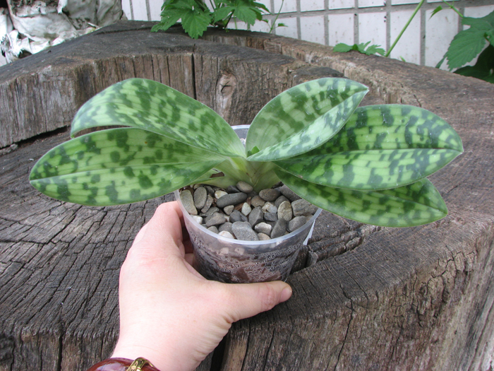 Paphiopedilum Maudiae alba.jpg