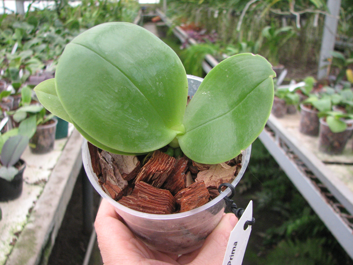 Phalaenopsis Ld Bellina Eagle x Prima.jpg