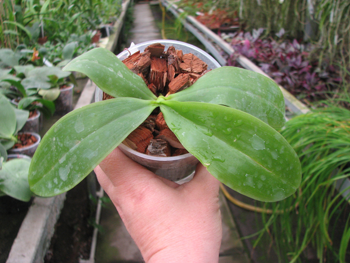 Phalaenopsis tetraspis 'C#1'.jpg