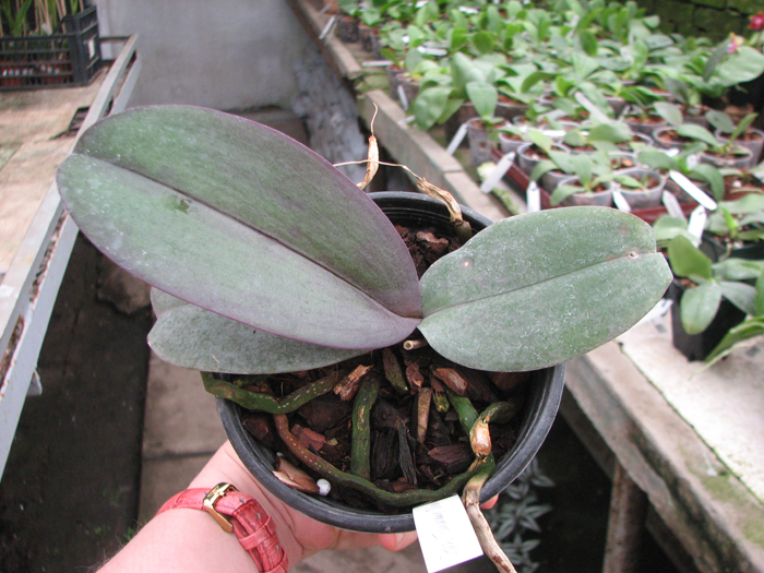 Doritaenopsis Taiwan Diamond '0-1'.jpg
