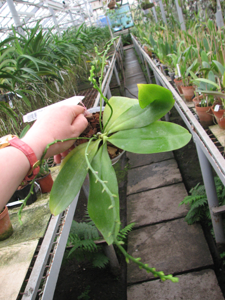 Phalaenopsis tetraspis.jpg