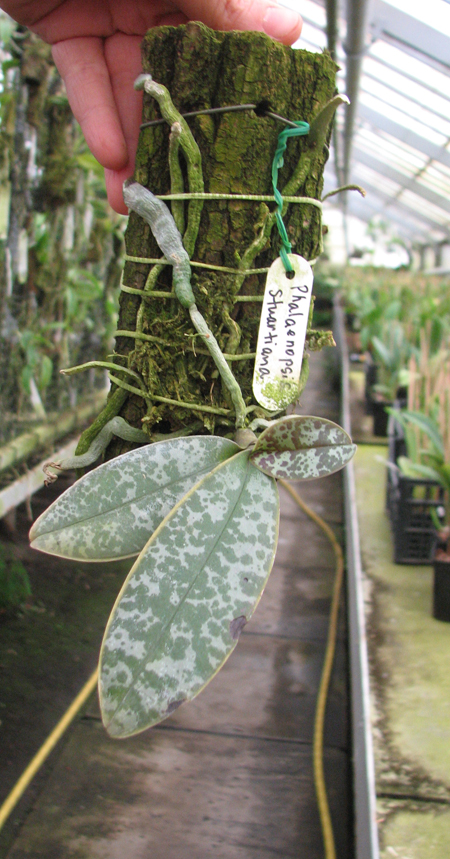 Phalaenopsis stuartiana.jpg