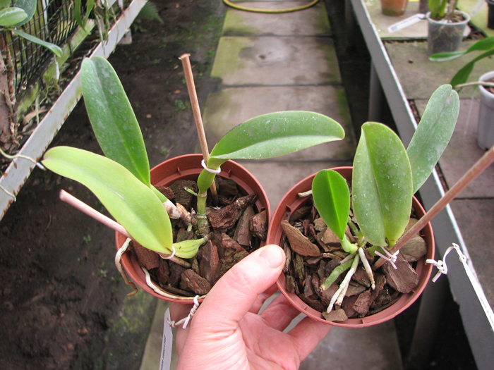 Cattleya dowiana rosea x self.jpg