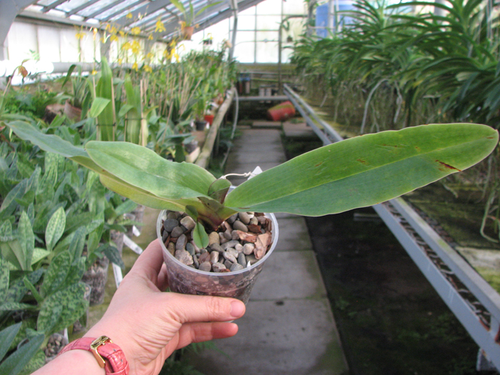 Paphiopedilum moquetteanum.jpg