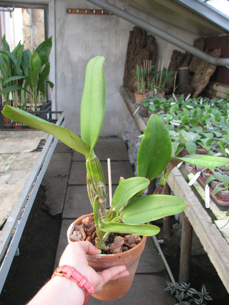 Brassolaeliocattleya Haw Yuan Grace 'Cat King'.jpg
