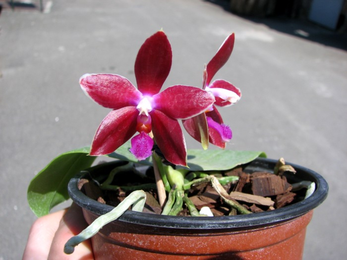 Phalaenopsis corningiana x Phalaenopsis Coral Isles .JPG