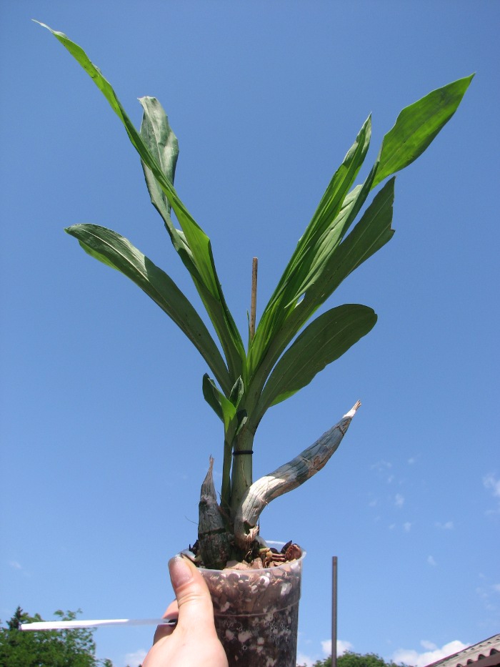 Catasetum expansum.JPG