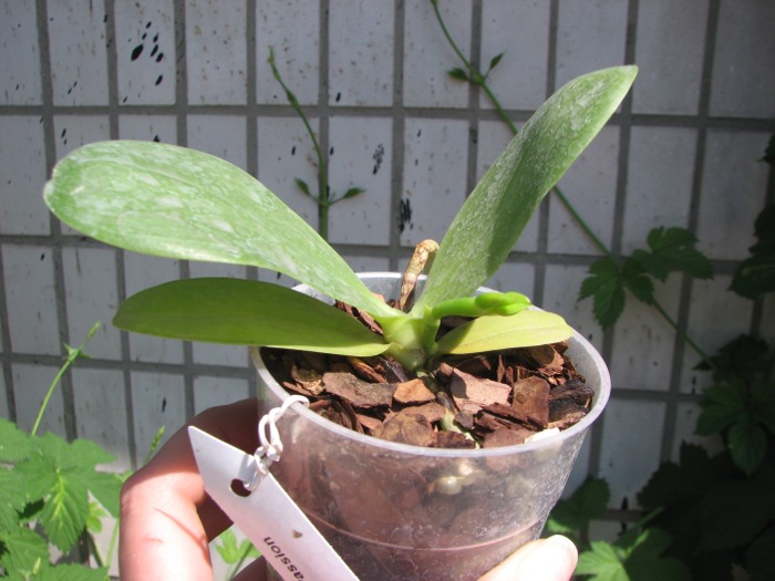 Phalaenopsis Hannover Passion.JPG