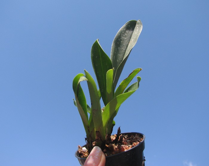 Maxillaria reichenheimiana.JPG