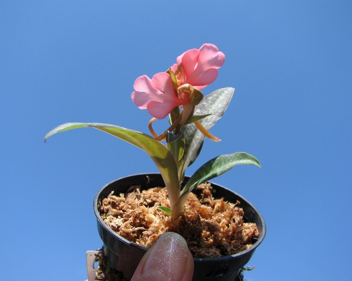 Habenaria rhodocheila 'Pink'.JPG