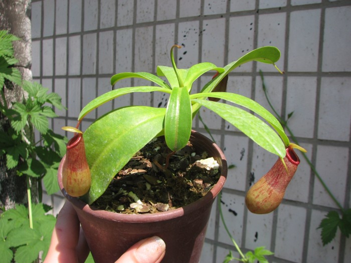 Nepenthes ventricosa.JPG