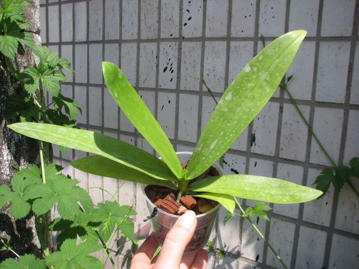 Phalaenopsis hieroglyphica var flava.JPG