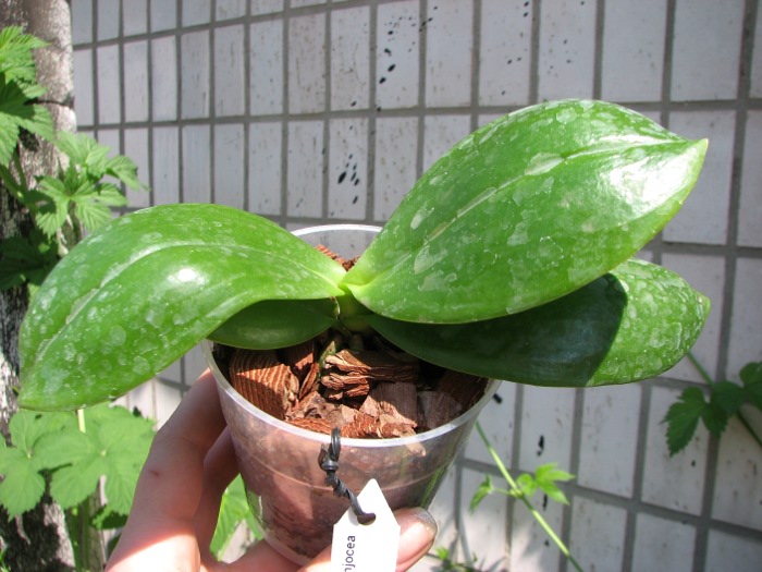 Phalaenopsis Meidarland Violacea Fanjocea 'MD' x Lea Maria Salazar.JPG