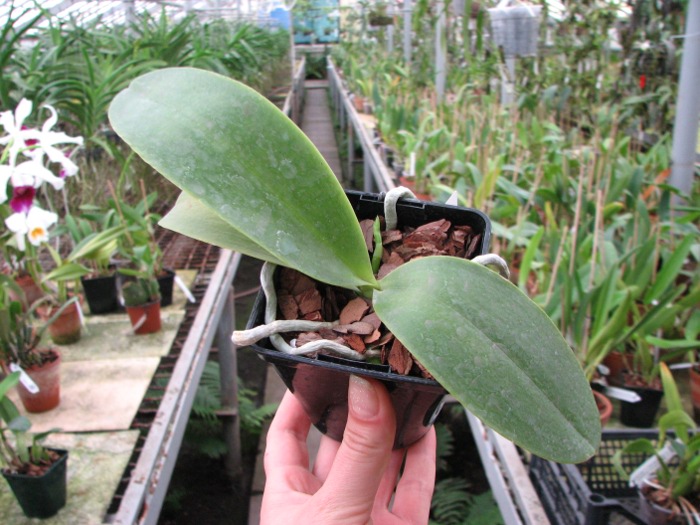 Phalaenopsis Natasha 'Aiko'.JPG