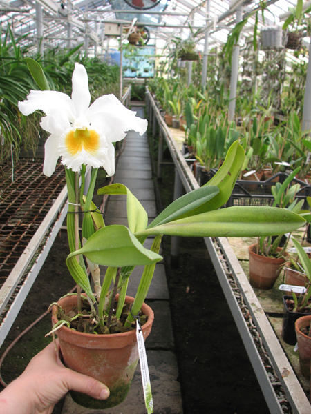 Cattleya President Kennedy (Cattleya Bow Bells x Cattleya Mademoiselle Louise Pauwels).jpg