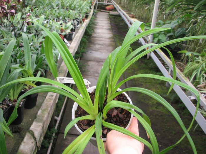 Phragmipedium schlimii.jpg