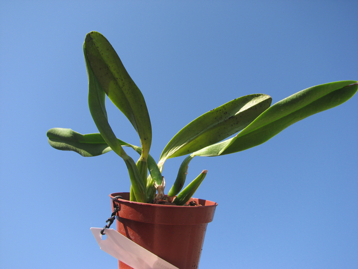 Laelia fidelensis.jpg