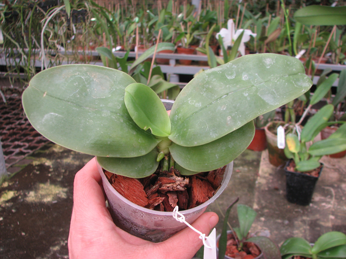 Phalaenopsis KS Happy Eagle 'LD' x Phalaenopsis bellina 'LD'.jpg