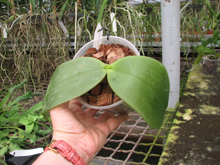 Phalaenopsis gigantea x violacea blue.jpg