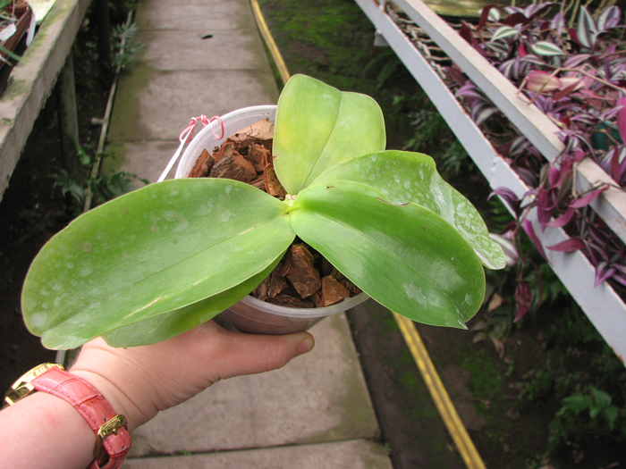 Phalaenopsis Princess Kaiulani 'Chin Yo'.jpg
