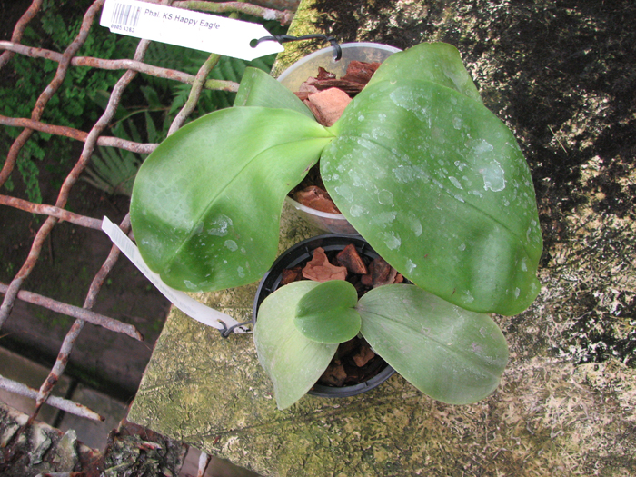 Phalaenopsis KS Happy Eagle.jpg