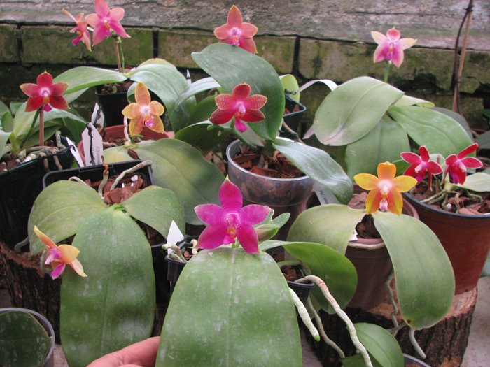 Phalaenopsis.jpg