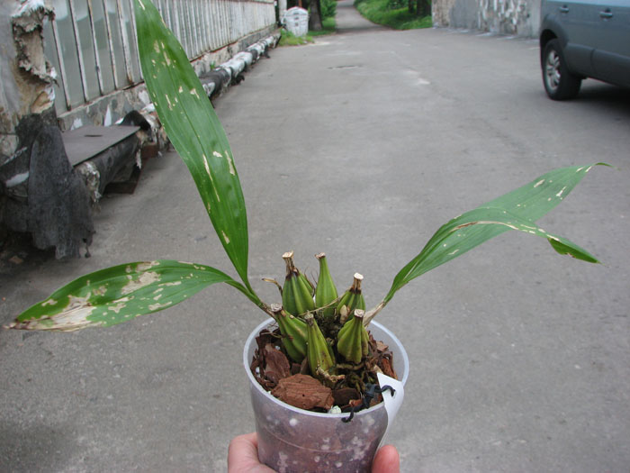 Coryanthes alborosea alba.jpg