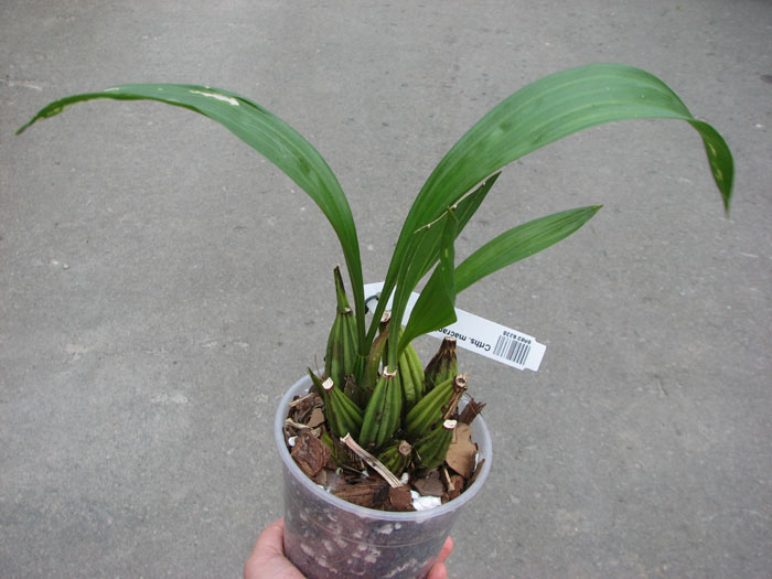Coryanthes macrantha.jpg
