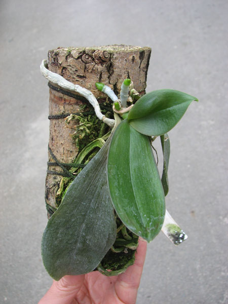 Phalaenopsis Mini Mark.jpg