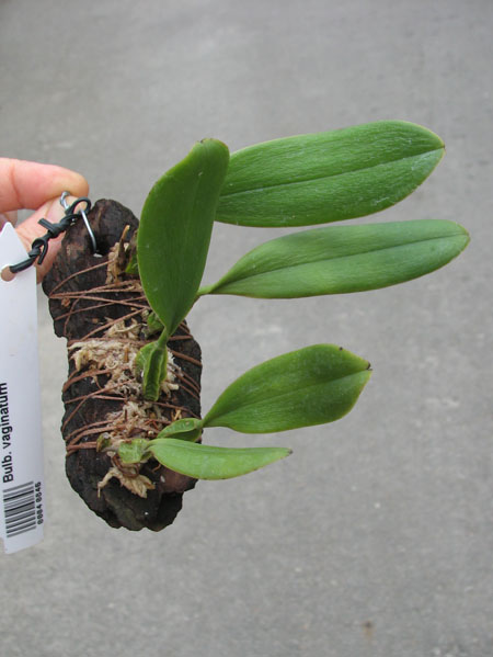 Bulbophyllum vaginatum.jpg