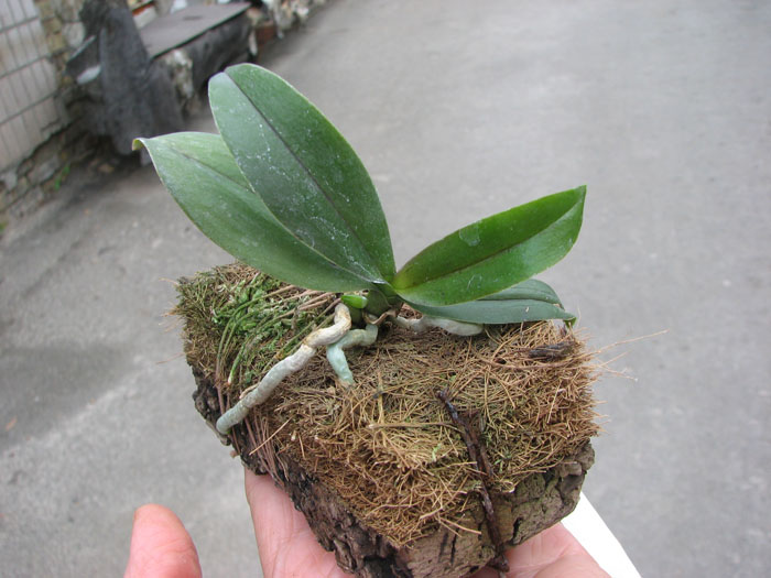 Doritaenopsis Tzu Chiang Orange 'ORCHIS'.jpg