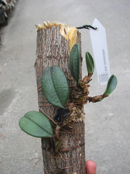 Bulbophyllum bootanoides.jpg